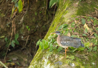 Crique Gabriel et Lac Pali